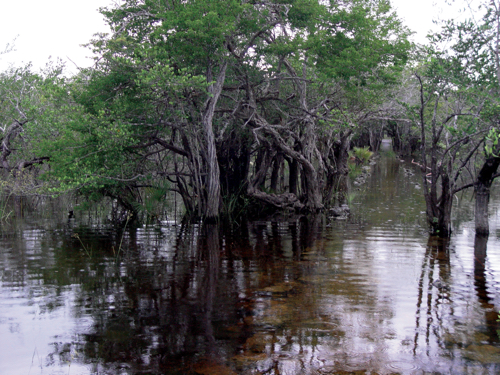 Sabana inundable en la Reserva Ecológica El Edén